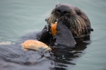 Sea otter with Clam
