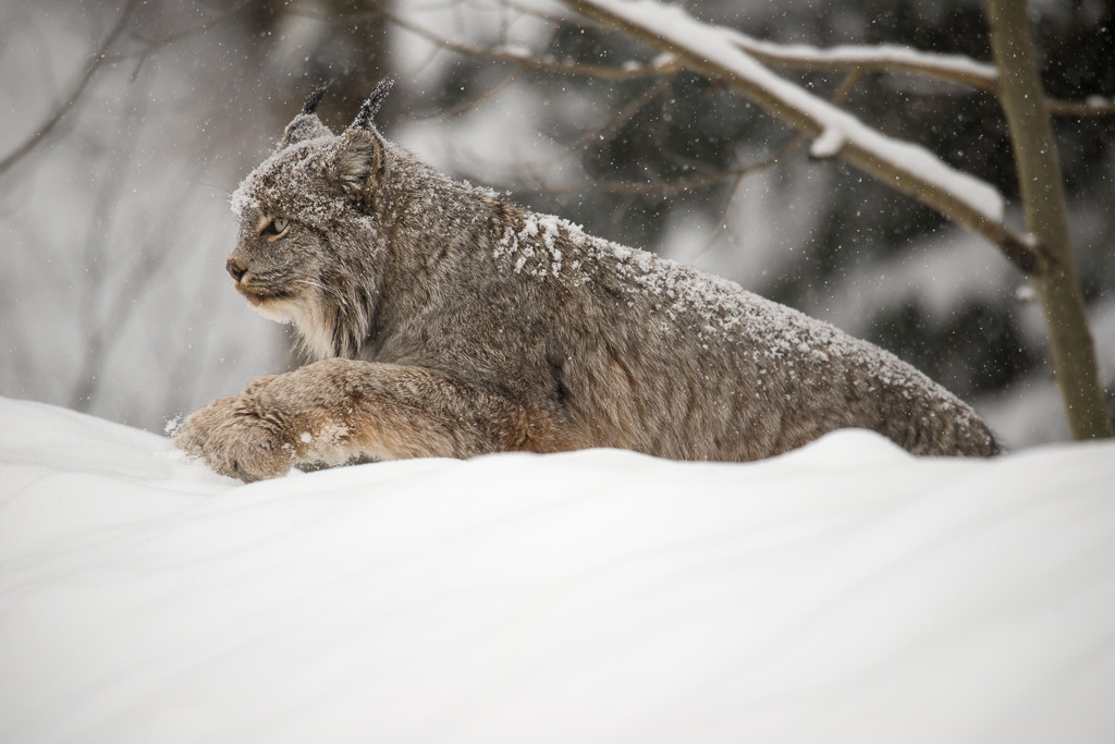 Incredible Canada Lynx Encounter
